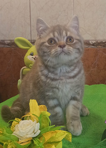 Британские котята (4 фото из 9)