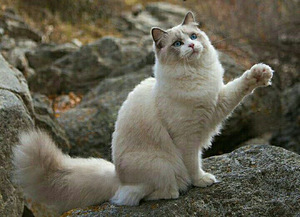 Ragdoll