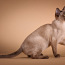 Бурманская кошка с родословной. (фото #3)