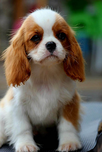 Cavalier King Charles Spaniel (7 фото из 10)