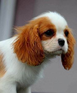 Cavalier King Charles Spaniel (10 фото из 10)