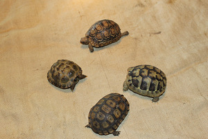 Kesk-Aasia kilpkonn e. Stepikilpkonn (3 foto / 3)