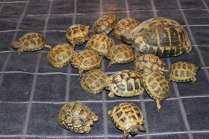 Leopard kilpkonn Stigmochelys pardalis (2 foto / 3)