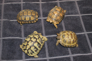 Leopard kilpkonn Stigmochelys pardalis (3 foto / 3)