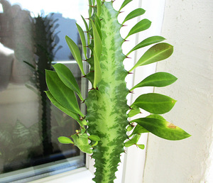 Трёхгранная молочай Euphorbia trigona (1 фото из 4)