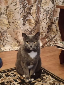 Noor Briti kass otsib kodu. (1 foto / 3)