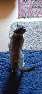 Noor Briti kass otsib kodu. (3 foto / 3)