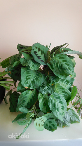 Maranta