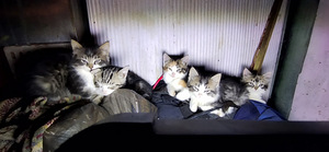 Красивые котята (2 фото из 3)