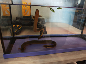 Kalamoichtus calabaricus (2 foto / 3)