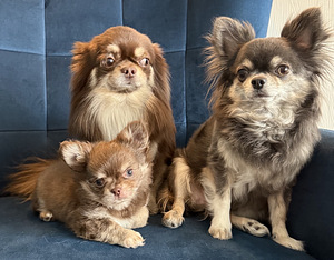 Chihuahua kutsikate müük. (9 foto / 9)