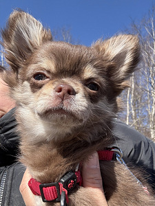 Chihuahua kutsikate müük. (5 foto / 9)