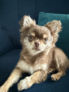 Chihuahua kutsikate müük. (3 foto / 9)