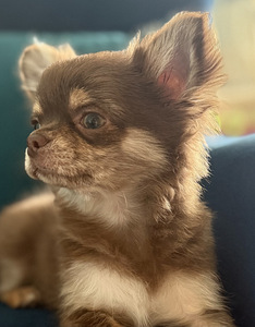 Chihuahua kutsikate müük. (1 foto / 9)