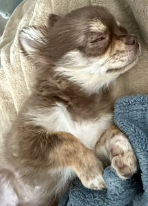 Chihuahua kutsikate müük. (2 foto / 9)