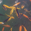 Молодые прудовые золотые рыбки (фото #2)