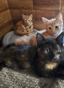 Kassipojad otsivad armastavat kodu kogu eluks (1 foto / 1)