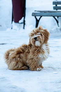 Havanese kutsikad müüa (6 foto / 6)