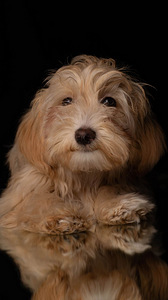 Havanese kutsikad müüa (1 foto / 6)