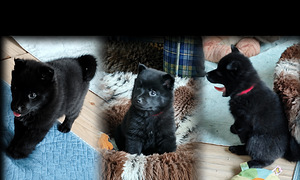Schipperke kutsikad (4 foto / 5)