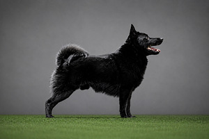 Schipperke kutsikad (2 foto / 5)