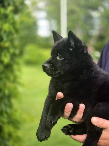 Schipperke kutsikad