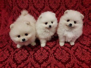 Pomeranian spic (2 foto no 3)