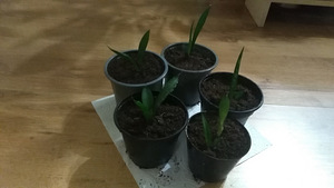 Комнатные растения (2 фото из 2)