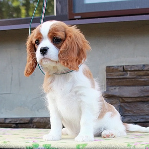 Cavalier king charles spanieli emane (1 foto / 4)