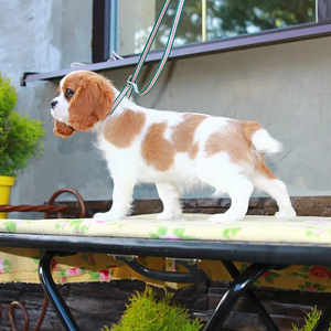 Cavalier king charles spanieli emane (3 foto / 4)
