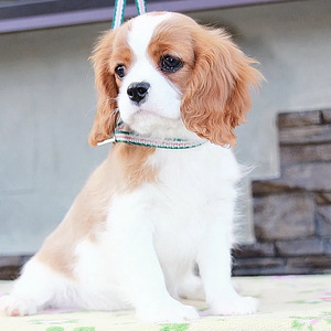 Cavalier king charles spanieli emane (4 foto / 4)