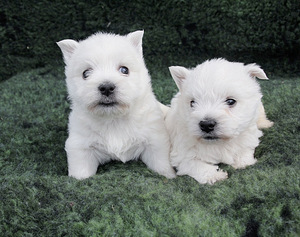 West highland white terrier kutsikad (4 foto / 8)