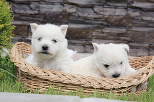 West highland white terrier kutsikad (7 foto / 8)
