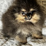 Pomeranian špic (foto #1)