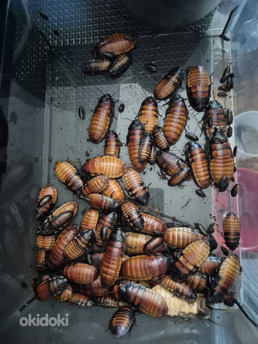 Madagaskari prussakad