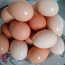 Kodused munad (foto #2)