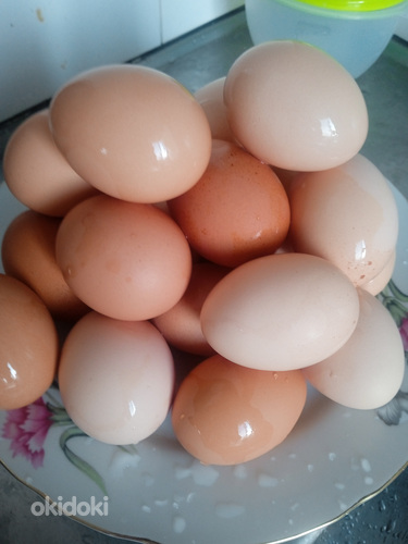 Kodused munad (foto #2)