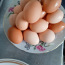 Продаю домашние яйца (фото #1)