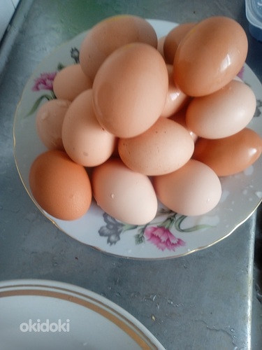 Kodused munad (foto #1)