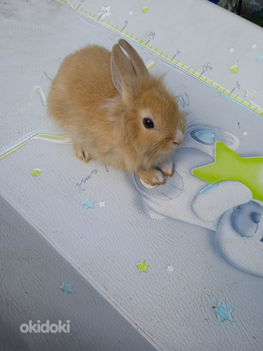 Красивые карликовые кролики 2 месяца (фото #3)