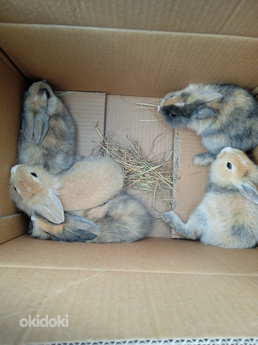 Красивые карликовые кролики 2 месяца (фото #9)