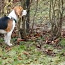 Isane Beagle otsib kaaslast (foto #1)