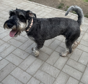 Kasvanut pentu