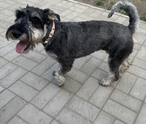 Kasvanut pentu