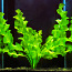 Апоногетон- волнистые ленты в вашем аквариуме (фото #1)
