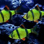 Barbus tetrazona GloFish Green (foto #1)