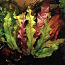 Барклайя длиннолистная красная (Barclaya longifolia) (фото #1)