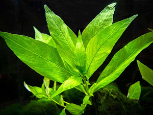 Hygrophila corymbosa Hygrophila corymbosa compact (sidrunhein) (2 foto / 3)