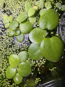 Limnobium stoloniferum (4 foto / 5)