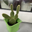 Kaktused (foto #5)